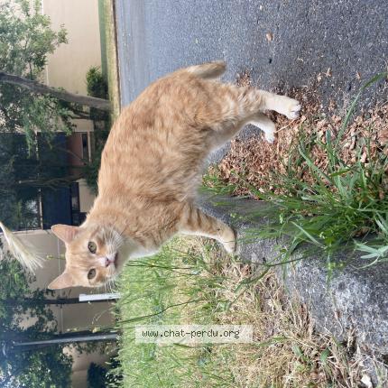 Photo de chat trouvé à Angers