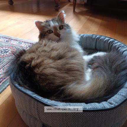 Photo 1/1 Picsou Chat perdu à Anjou