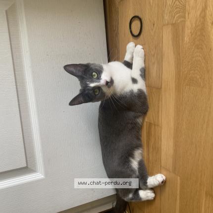 Photo de chat perdu à Saint Loubes