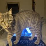 Photo de chat perdu à Montseveroux