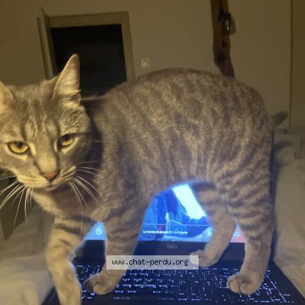 Photo 1/1 Chat retrouvé Perdu à Montseveroux