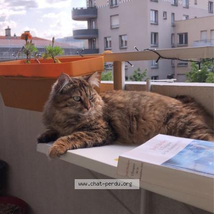 Photo de chat perdu à Clermont Ferrand