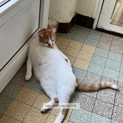 Photo de chat perdu à Ollainville