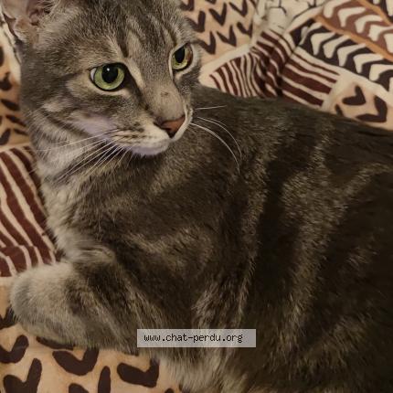 Photo de chat perdu à Saint Maur