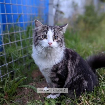 Photo 1/1 Chat retrouvé Perdu à Bouguenais