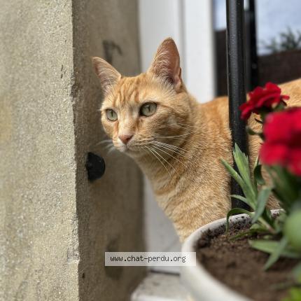 Photo 1/1 Chat retrouvé Perdu à Autheuil En Valois