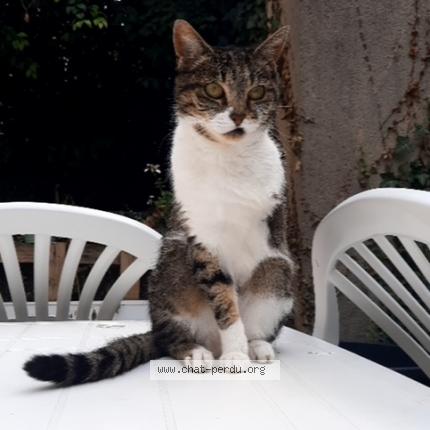 Photo de chat perdu à Mignaloux Beauvoir