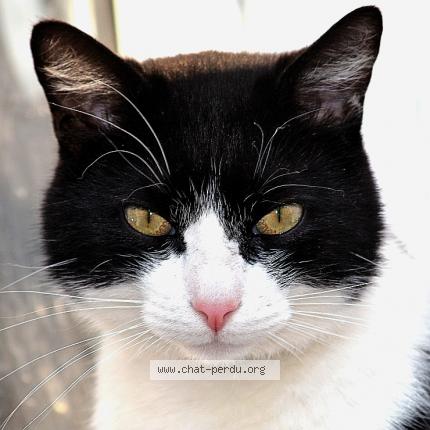 Photo 1/1 Chat retrouvé Perdu à Etrepilly