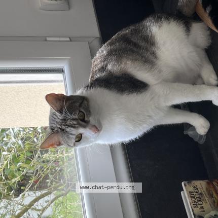 Photo 1/1 Chat retrouvé Perdu à Franconville La Garenne