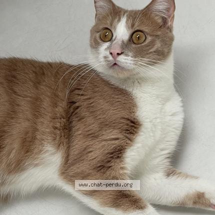 Photo de chat perdu à Paris