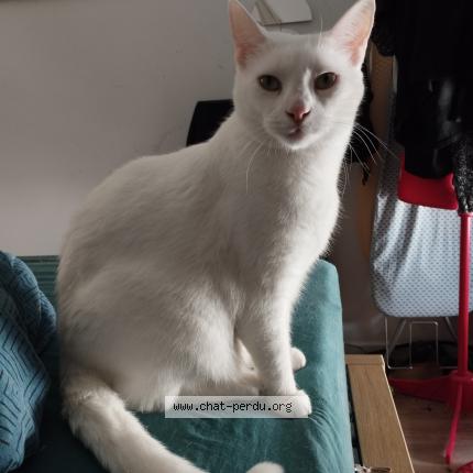 Photo de chat perdu à Strasbourg