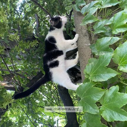 Photo de chat trouvé à Villefranche Sur Saone