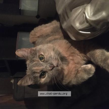 Photo de chat perdu à Goussainville