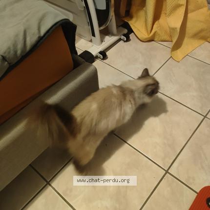 Photo de chat perdu à Saint Herblain