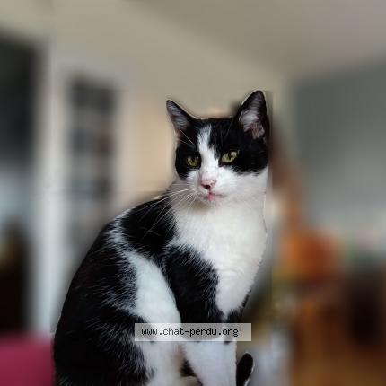 Photo de chat perdu à Juvardeil