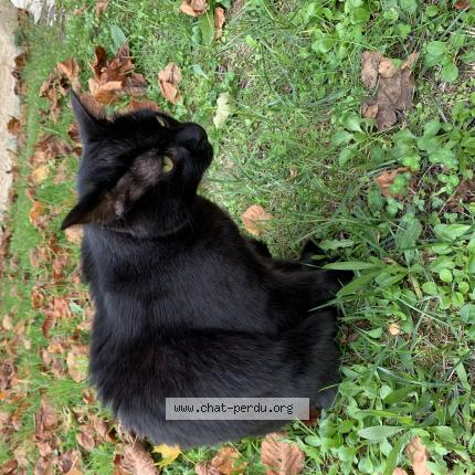 Photo de chat perdu à La Chapelle En Vexin