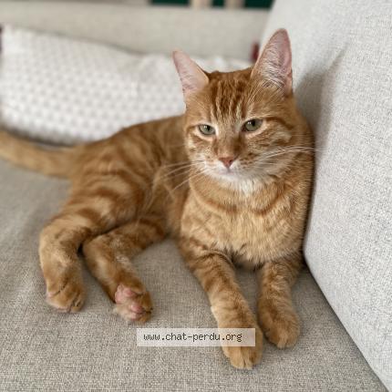 Photo 1/1 Chat retrouvé Perdu à Le mesnil le roi