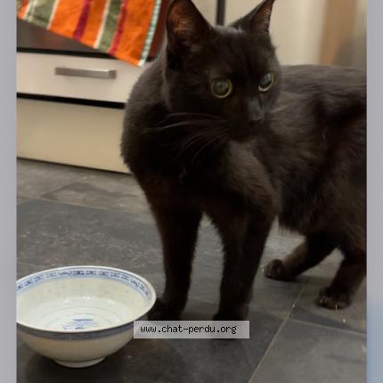Photo 1/1 Chat retrouvé Trouvé à Courbevoie