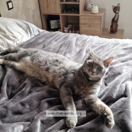 Photo 1/1 Chat retrouvé Perdu à Pommeuse