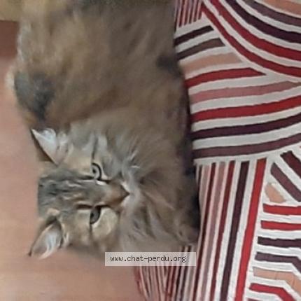 Photo de chat perdu à Brest