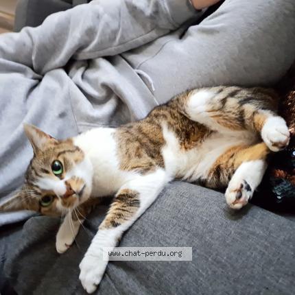 Photo 1/1 Chat retrouvé Perdu à Reims