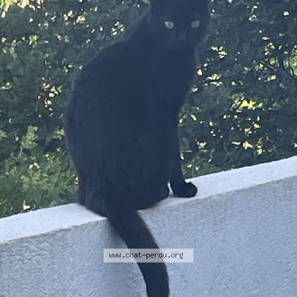 Photo 1/1 Chat retrouvé Perdu à Aix En Provence