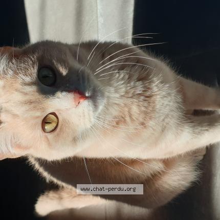 Photo 1/1 Chat retrouvé Perdu à Margny Les Compiegne