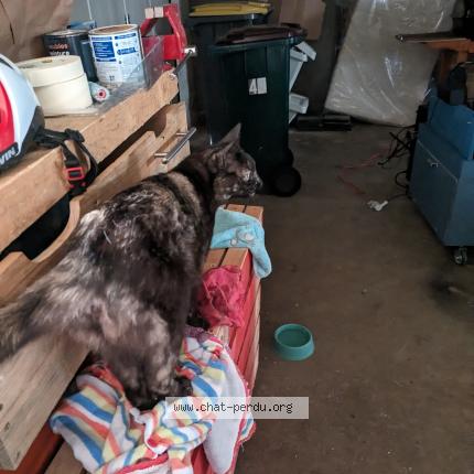 Photo de chat trouvé à Brest