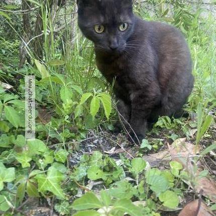 Photo de chat perdu à Reze