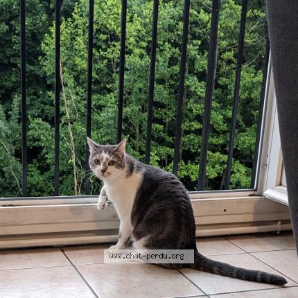 Photo de chat perdu à Chelles