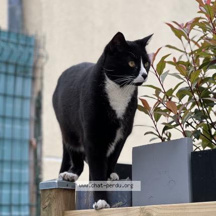 Photo de chat perdu à Villejuif