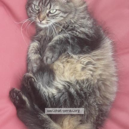 Photo de chat perdu à Thonon Les Bains