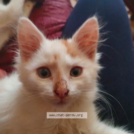 Photo 1/1 Chat retrouvé Perdu à Hagondangeptiloup