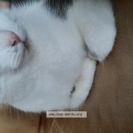 Photo de chat perdu à Doullens