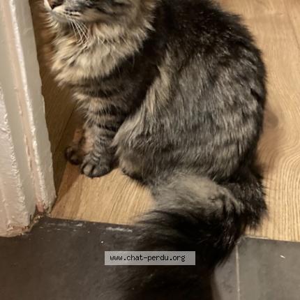 Photo de chat perdu à Noisy Le Sec