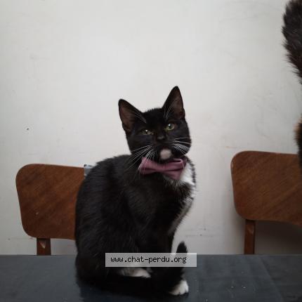 Photo 1/1 Chat retrouvé Perdu à Armentieres