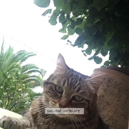 Photo de chat perdu à Biarritz
