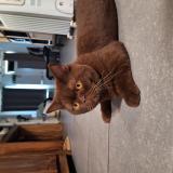 Photo de chat perdu à Binche