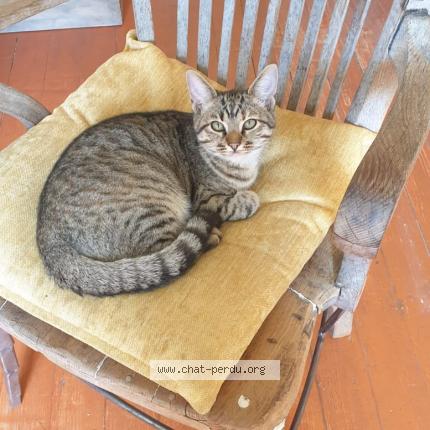 Photo de chat perdu à Varennes Jarcy