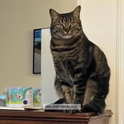 Photo de chat perdu à Vincennes