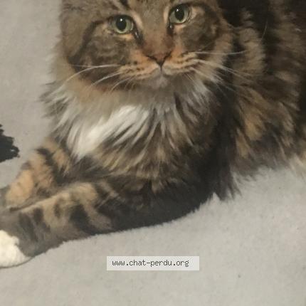 Photo de chat perdu à Saint Sauveur En Rue