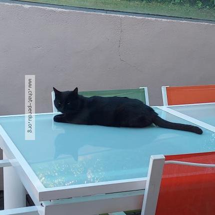 Photo 1/1 Chat retrouvé Perdu à Montherme