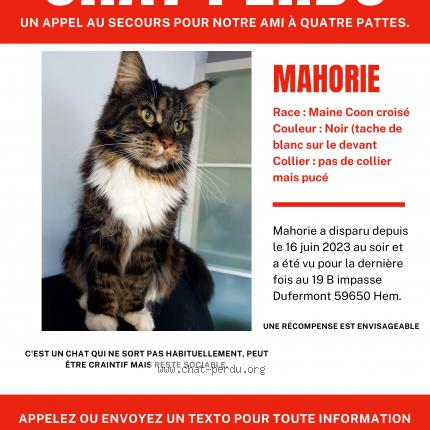 Photo 1/1 Chat retrouvé Perdu à Hem