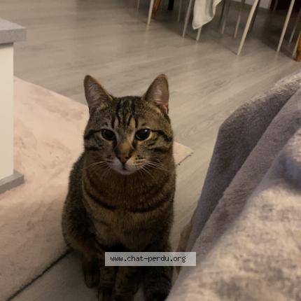Photo 1/1 Chat retrouvé Perdu à Guingamp