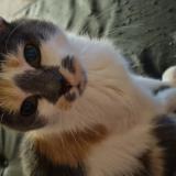 Photo de chat perdu à Tourcoing