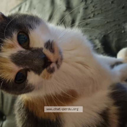 Photo 1/1 Ch&acirc;taigne Chat perdu à Tourcoing