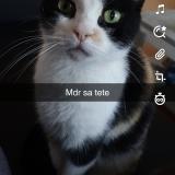 Photo de chat perdu à Tourcoing