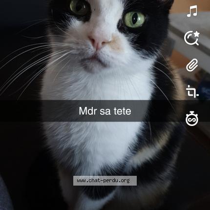 Photo 1/1 Kanabis Chat perdu à Tourcoing