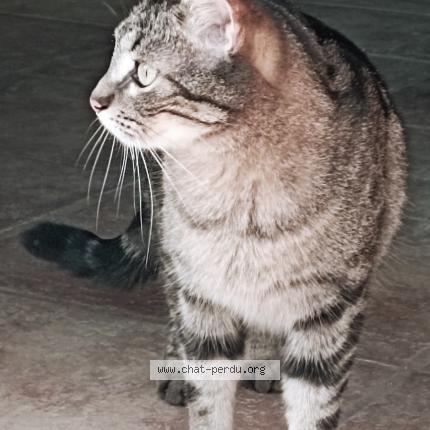 Photo 1/1 Chat retrouvé Perdu à Chabeuil