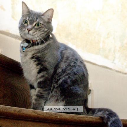 Photo de chat perdu à Orleans